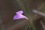 Jackson false foxglove